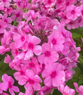 Phlox paniculata 'Famous Pink'